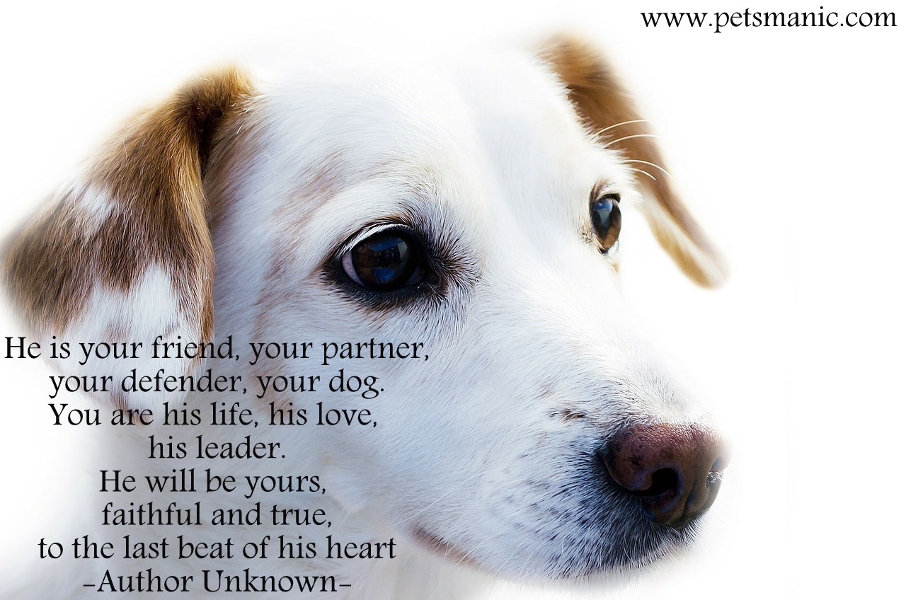 dog is your forever friend